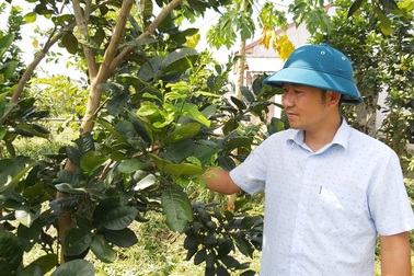 Thanh Hoá: Kiếm hàng trăm triệu đồng từ bưởi, mít, dừa...