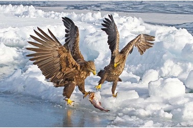 Ngỡ ngàng trước những khuôn hình động vật tuyệt đẹp