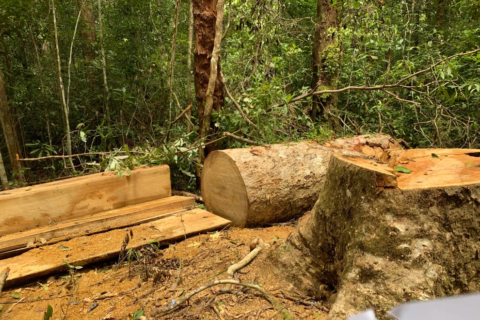 Trạm trưởng rủ nhân viên bảo vệ rừng đi... khai thác gỗ trong khu bảo tồn - 1 Trạm trưởng rủ nhân viên bảo vệ rừng đi... khai thác gỗ trong khu bảo tồn - 1