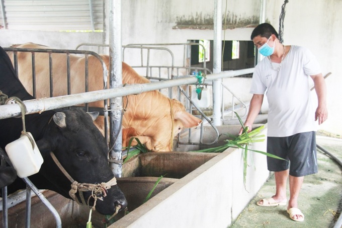 Anh Nguyễn Văn Minh chăm sóc đàn bò từ vốn vay ưu đãi (Ảnh Báo Đắk Lắk)