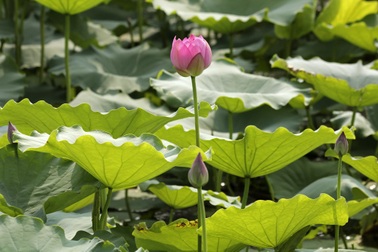 Vẻ đẹp đặc biệt của đầm sen hồ Tây mùa hoa nở