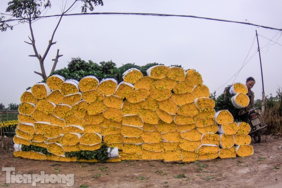 Làng hoa Tây Tựu tất bật chuẩn bị cho Tết - 7 Làng hoa Tây Tựu tất bật chuẩn bị cho Tết - 7