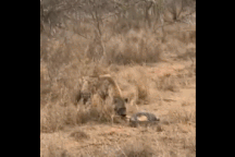 Linh cẩu ma mãnh cướp con mồi của trăn