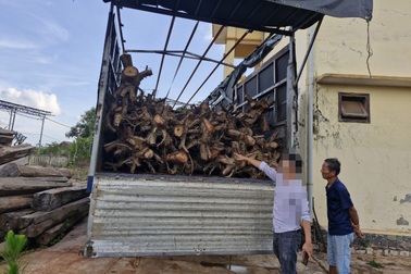 Phát hiện vụ vận chuyển gần 100 cây giáng hương tại Gia Lai