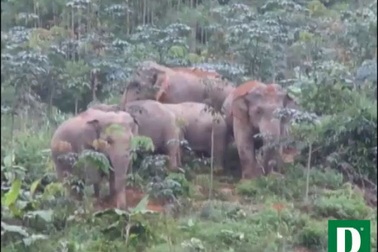 Đàn voi 6 con ra ngoài vườn đồi của dân trồng cao su.