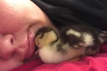 Người ấp trứng vịt nở thành con trong... áo ngực sau 35 ngày