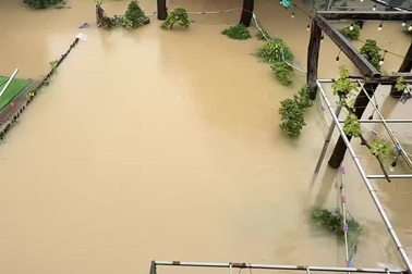 Lũ về bất ngờ, chủ trại cá Koi lo lỗ hàng trăm triệu đồng