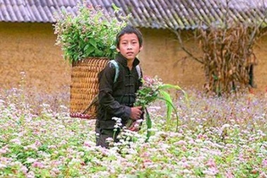 "Phát cuồng" vẻ đẹp hoa tam giác mạch bung nở trên sườn núi đá Hà Giang