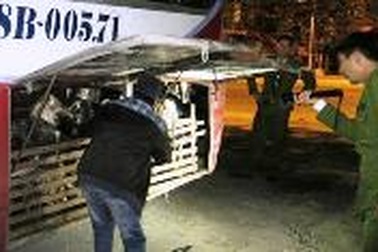 Dê, cừu,… lên "nhầm" xe khách