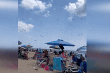 Hàng chục nghìn con chuồn chuồn bay loạn xạ trên bãi biển, du khách bỏ chạy