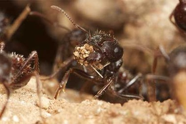 Loài kiến có thể giúp chống biến đổi khí hậu?