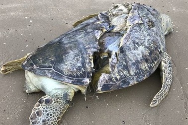 Xác rùa biển quý bị xẻ đôi, trôi dạt vào bờ cát