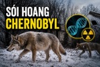 Sói hoang ở “đất chết” Chernobyl tiến hóa dị thường, giới khoa học bất ngờ