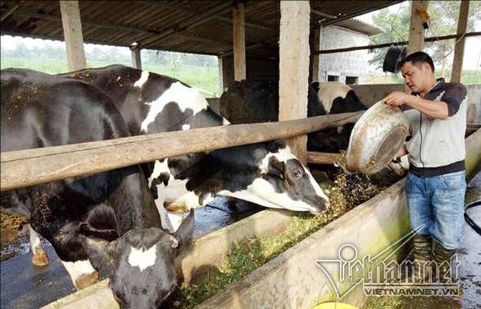 Vinamilk,sữa bò