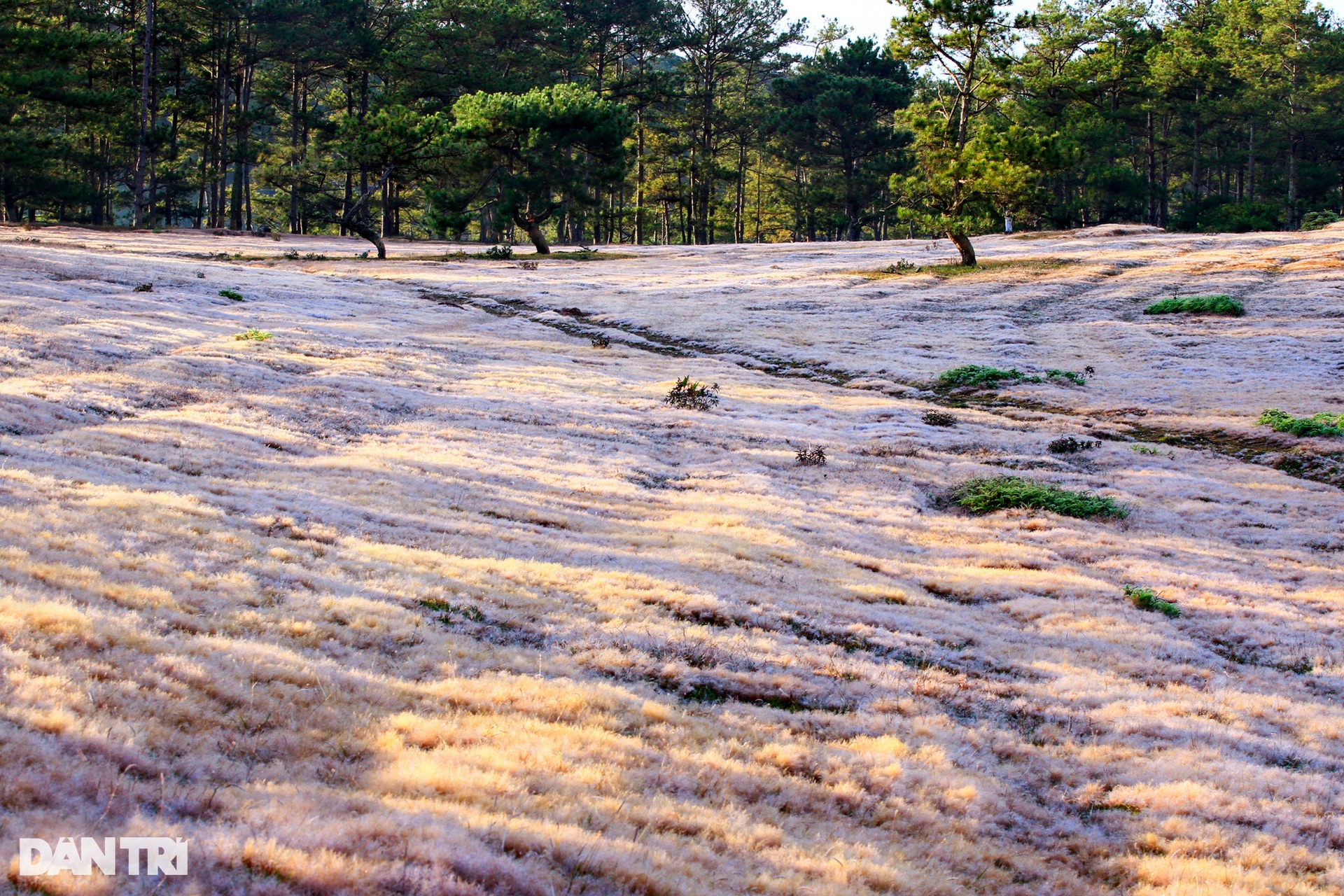 Admire the brilliant pink grass hills in Da Lat in the early morning of winter - June 6