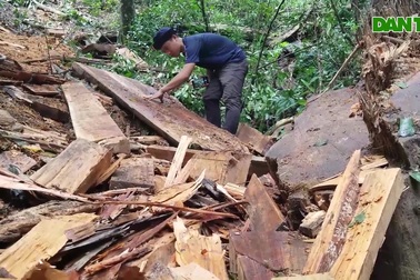 Cận cảnh những cây hương bị đốn hạ giữa rừng xanh