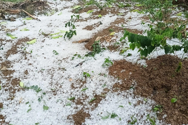 Mưa đá ở Hà Giang và Sơn La gây thiệt hại hoa màu của người dân