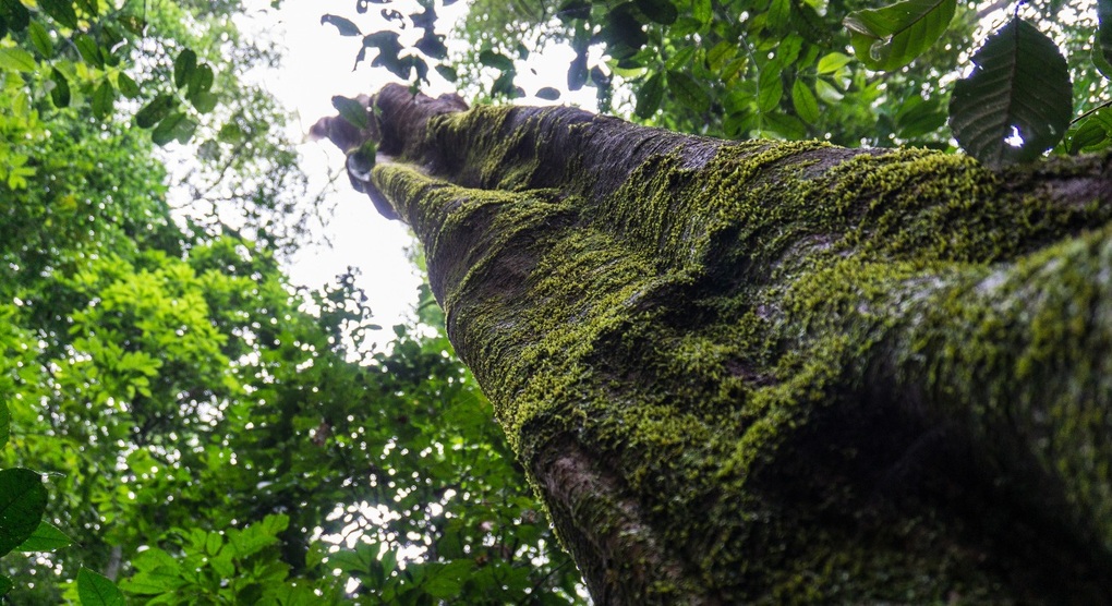 Cây cao nhất trong rừng mưa nhiệt đới, cao tương đương tòa nhà 25 tầng - 1 Cây cao nhất trong rừng mưa nhiệt đới, cao tương đương tòa nhà 25 tầng - 1