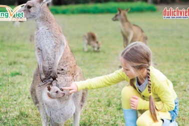 Ngắm tuyết rơi mùa hè tại Úc trọn gói từ 19,9 triệu đồng.