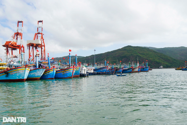 Vận động hơn 600 tàu cá neo đậu ở cảng cá Quy Nhơn di dời về đầm Đề Gi
