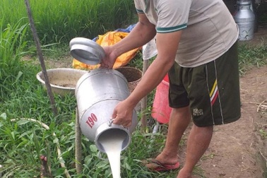 Nông dân miền Tây đổ bỏ hàng nghìn lít sữa bò do ách tắc khâu vận chuyển