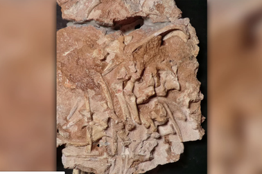 Phát hiện hoá thạch “vua thằn lằn” trước thời khủng long bạo chúa