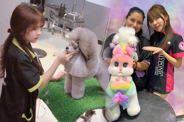 Cô gái Hà Nội biến lông chó mèo thành tranh 3D, kiếm tiền triệu mỗi ngày