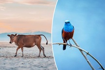 Ảnh đẹp nhất về động vật trong năm 2020 gọi tên nhiếp ảnh gia Việt Nam