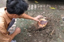 Kiên quyết xử lý nghiêm các đối tượng “sưa tặc”