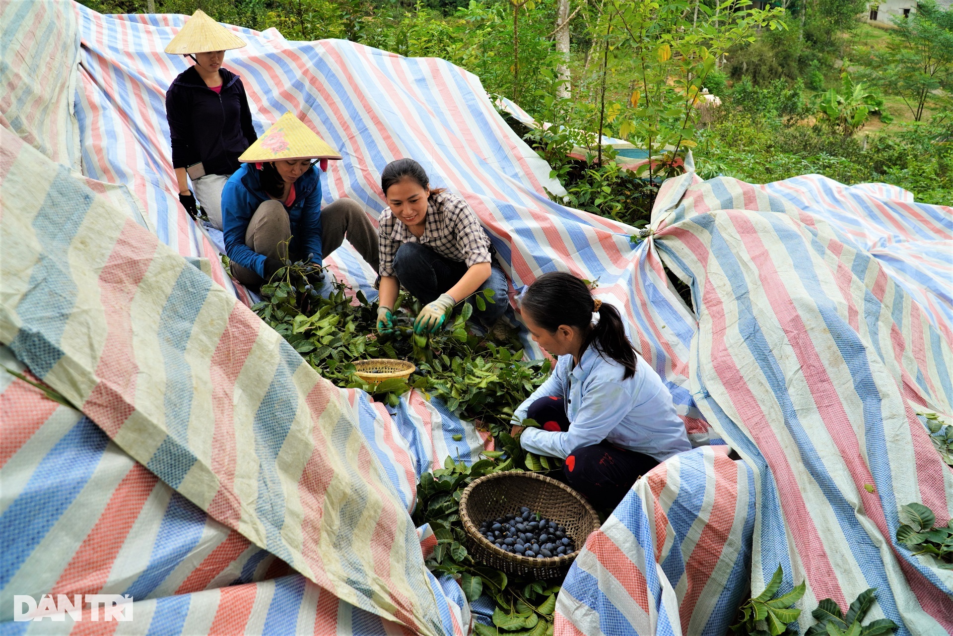 Làm xiếc trên cây hái loại quả đen xì, đặc sản được săn lùng - 11 Làm xiếc trên cây hái loại quả đen xì, đặc sản được săn lùng - 11
