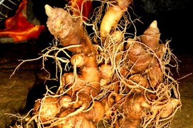 Quảng Nam trình Chính phủ đề án phát triển sâm Ngọc Linh