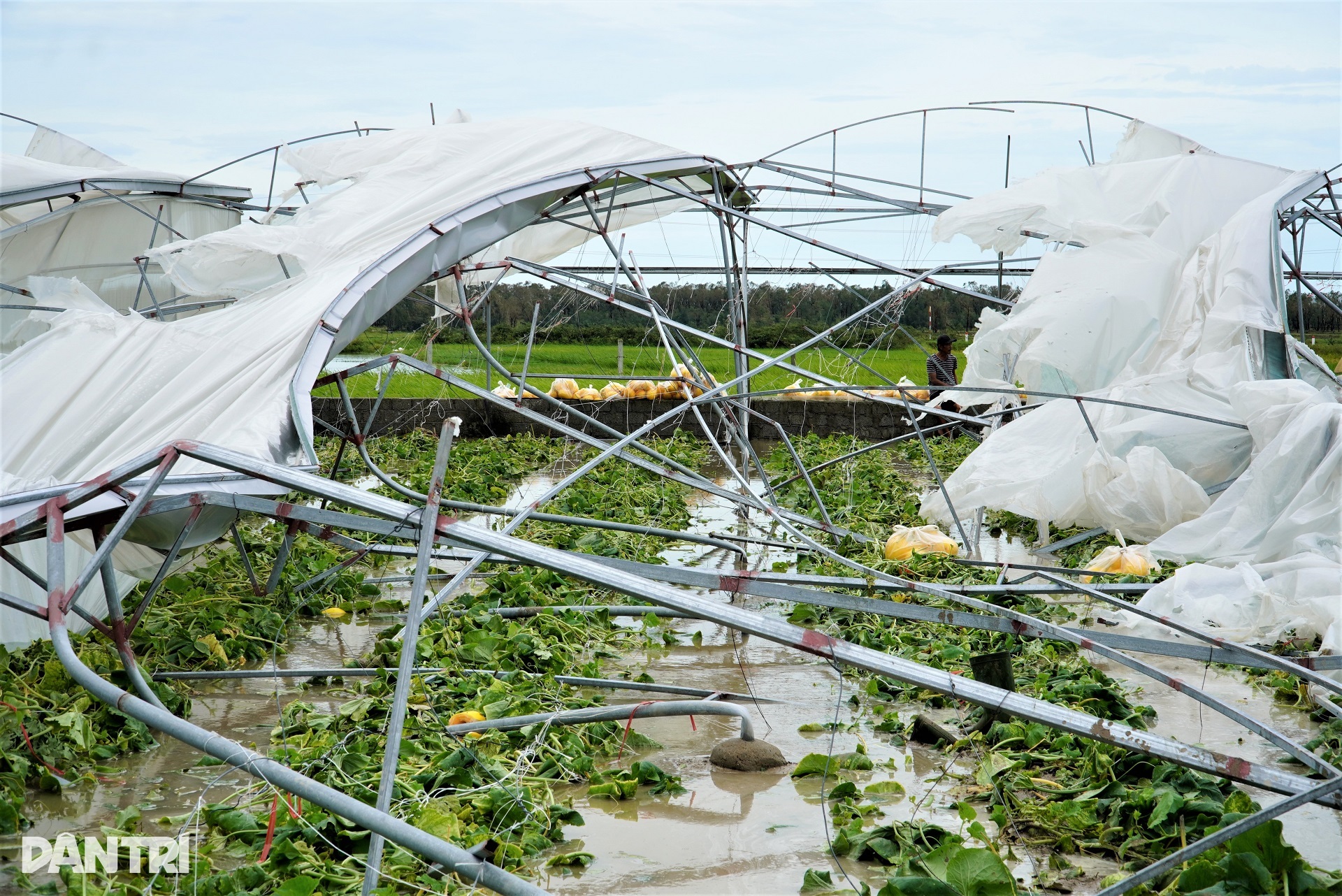 Nhà màng tiền tỷ bị bão Kajiki quật đổ, dân làng lội nước giúp chủ vớt dưa - 2