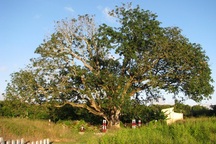 "Cụ" xoài 300 năm ở xứ "Công tử Bạc Liêu" 5 người ôm thân cây không hết