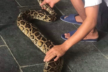 Trăn gấm quý hiếm chết ngay sau khi được phát hiện ở TP Đà Nẵng