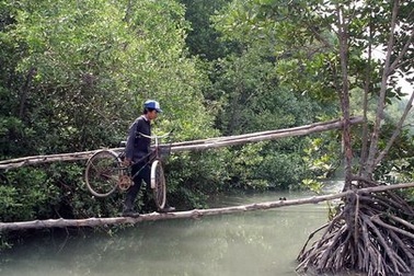 Nước biển dâng sẽ nuốt hàng trăm nghìn ha rừng