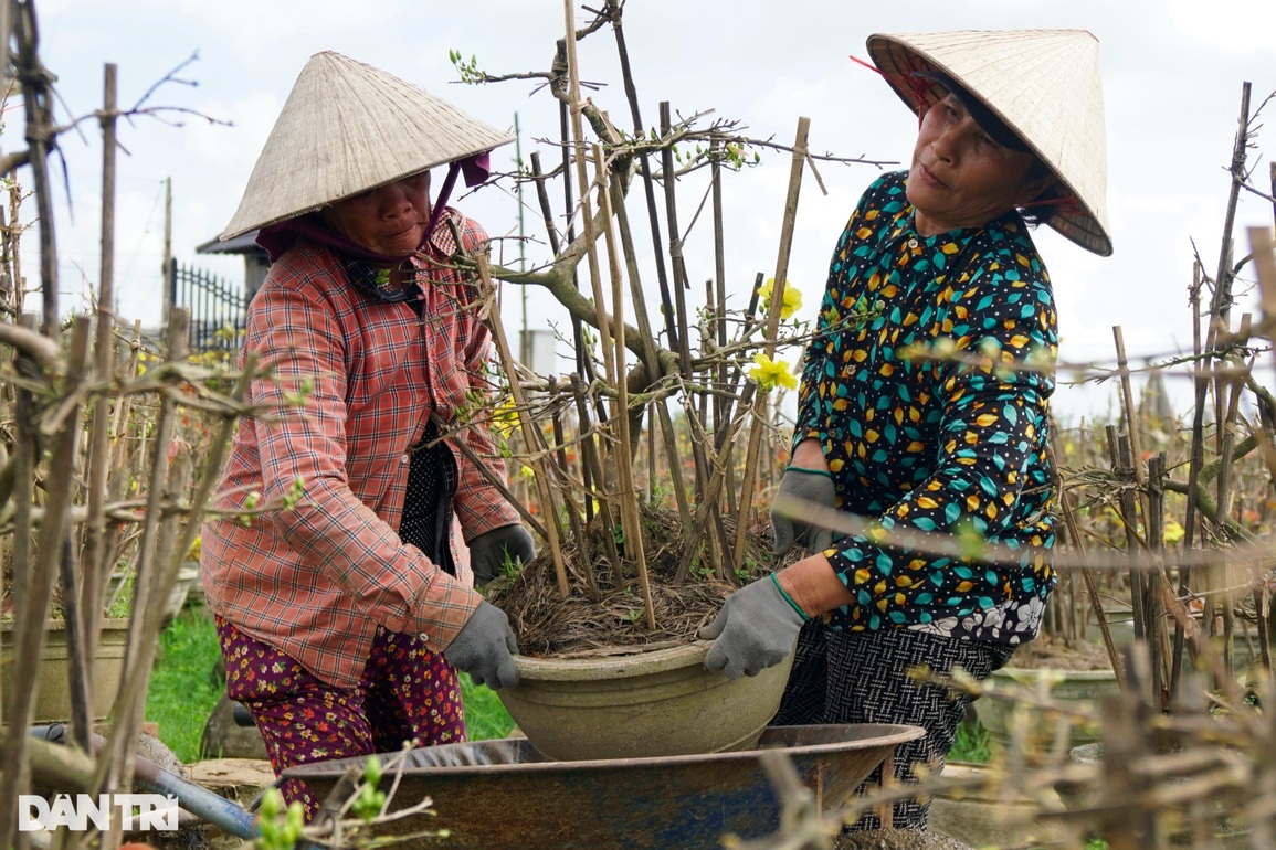 Nín thở, bặm môi khiêng chậu, chị em làng mai kiếm tiền triệu tiêu Tết - 3 Nín thở, bặm môi khiêng chậu, chị em làng mai kiếm tiền triệu tiêu Tết - 3