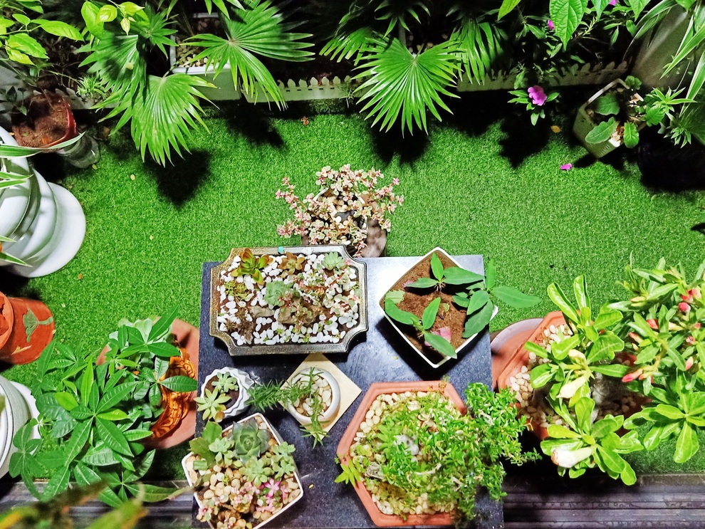 Gia chủ Hà Nội làm khu vườn xanh tốt hơn trăm loài cây ở ban công - 4 Gia chủ Hà Nội làm khu vườn xanh tốt hơn trăm loài cây ở ban công - 4