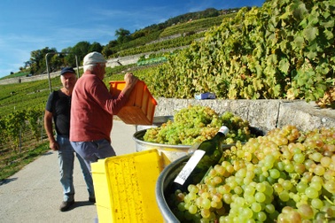 Đến thăm 10 vùng đất có rượu vang ngon nhất thế giới