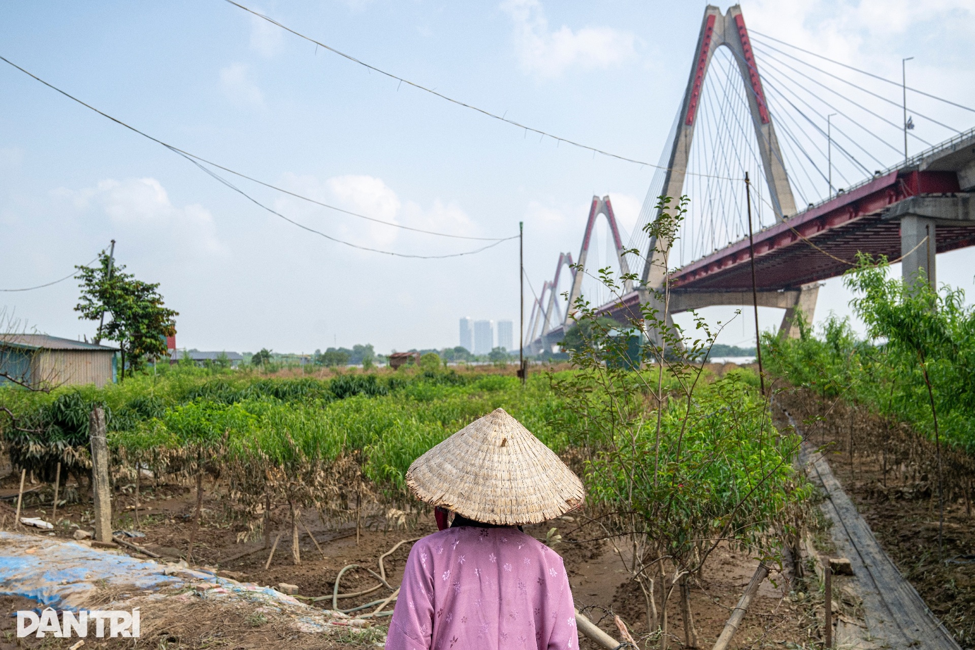 Hàng nghìn gốc đào ở Nhật Tân, Phú Thượng ngập úng, chết như ngả rạ - 13