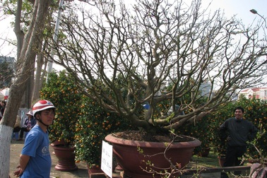 Gốc mai hồng diệp có giá 150 triệu đồng