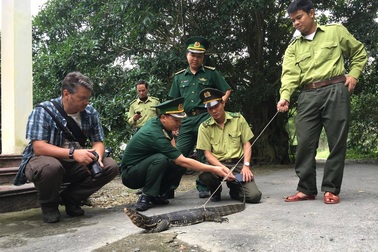 Giải cứu một con kỳ đà quý hiếm nặng hơn 5 kg