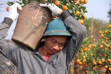 Lao động thời vụ kiếm tiền triệu mỗi ngày nhờ đào, quất