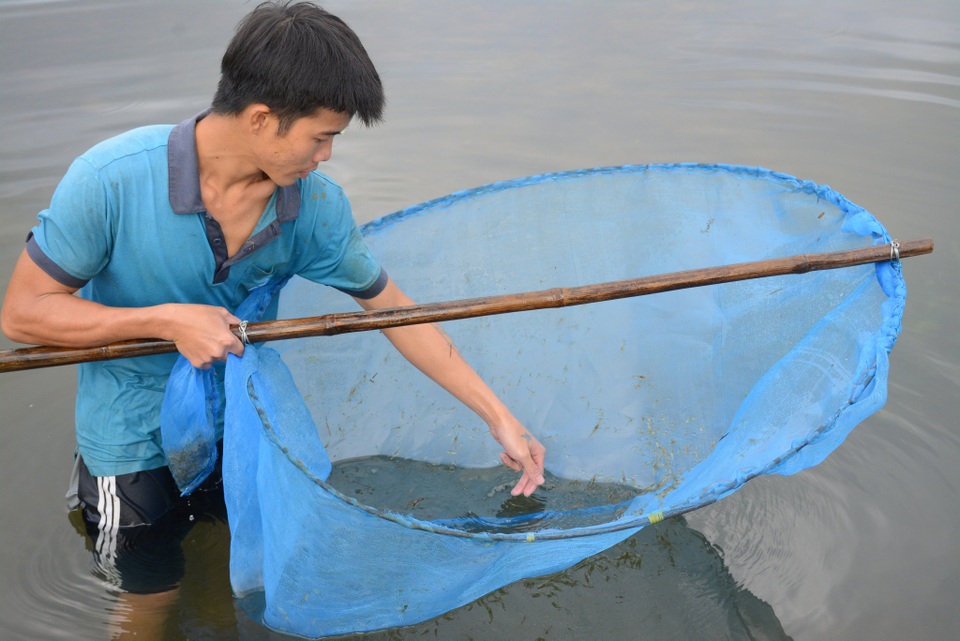 Quảng Nam: Kiếm tiền từ cách bắt tép độc chiêu ở hồ Phú Ninh - 5 Quảng Nam: Kiếm tiền từ cách bắt tép độc chiêu ở hồ Phú Ninh - 5