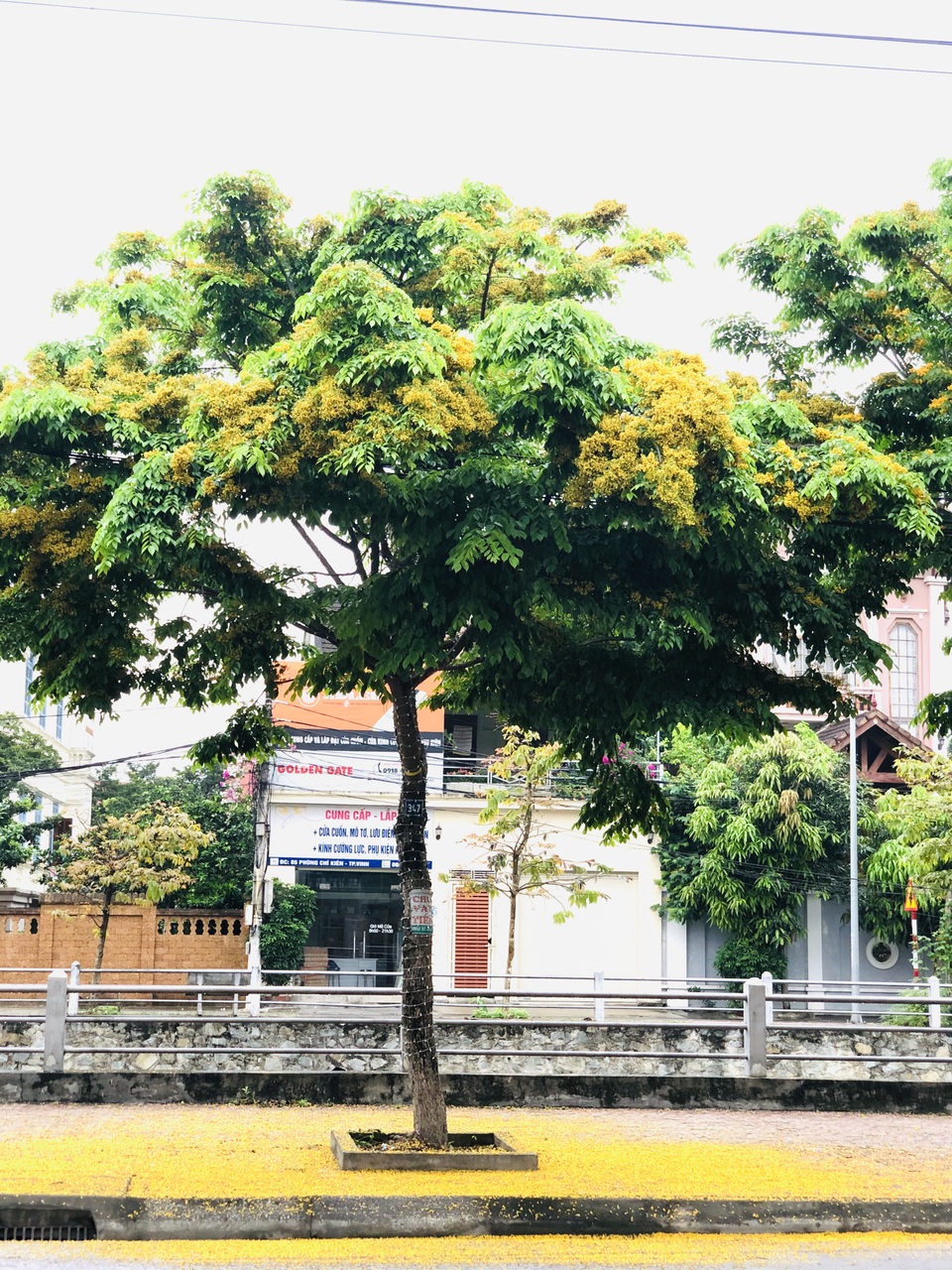 Mùa hoa Giáng Hương rực rỡ thành Vinh - 23 Mùa hoa Giáng Hương rực rỡ thành Vinh - 23