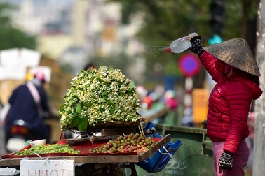 Hà Nội: Nồng nàn hương hoa bưởi đầu mùa