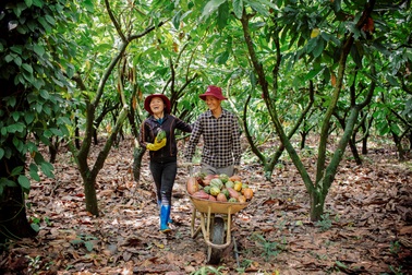Kiên trì hơn 2 thập kỷ, nỗ lực của người nông dân trồng cacao đã được hồi đáp