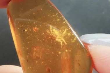 Phát hiện giống "cua bất tử" tí hon được giấu trong đá hổ phách