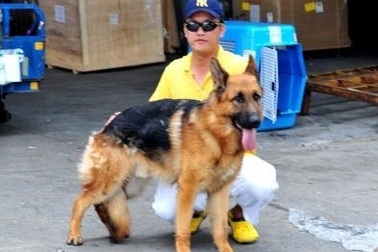 Dân Hà thành tậu cún ngoại ngàn USD: Chơi không tiếc tiền!