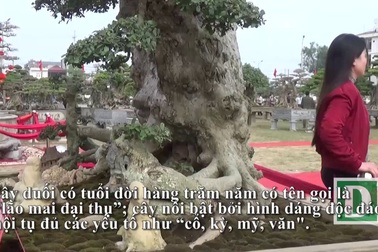 Đại gia xếp hàng 2 năm, “cõng” bao tải tiền mua cây duối cổ trăm năm