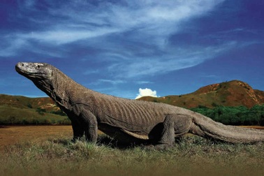 Đảo rồng gây tranh cãi “chỉ đón khách giàu, không hoan nghênh khách nghèo”